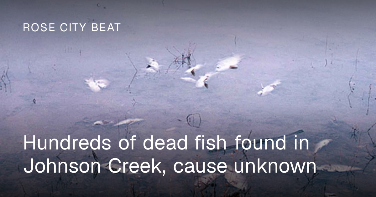 Hundreds of dead fish found in Johnson Creek, cause unknown | Rose City ...
